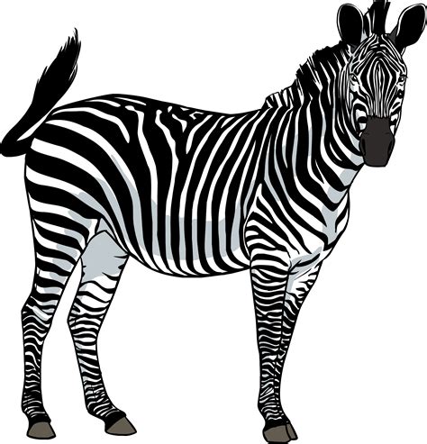 Zebra Png Image