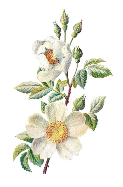 Antique Images Stock Wildflower Botanical Digital Artwork