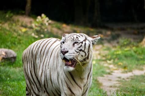 Close Up Image Of Endangered Beautiful White Bengal Tiger Panthera