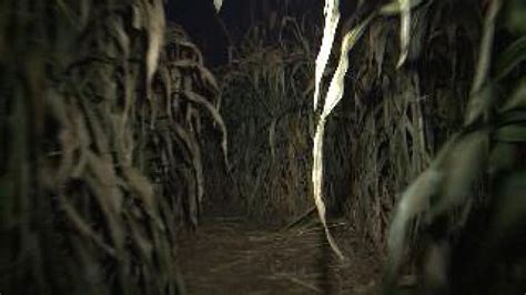 Haunted Corn Maze Preps For A Spooky Night