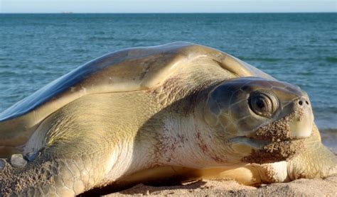 Flatback Turtle Migration Routes Mapped Australian Geographic