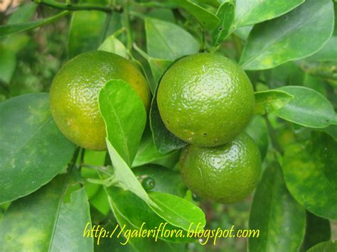 Limau kasturi atau sering disebut jeruk 8 membentuk tubuh yang ideal. Galeri flora: Limau ( Citrus spp. )