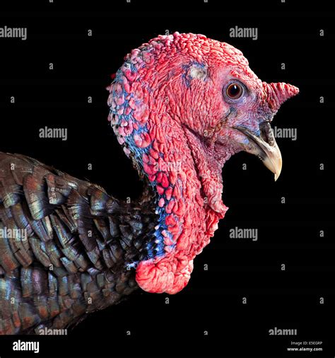 Turkey Bird High Resolution Stock Photography And Images Alamy