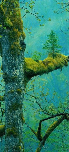 170 Best Tree Images Images Nature Mother Nature Tree Forest