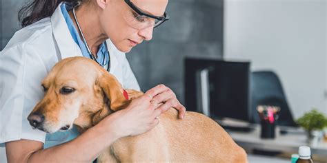 Come Riconoscere E Curare La Dermatite Nel Cane