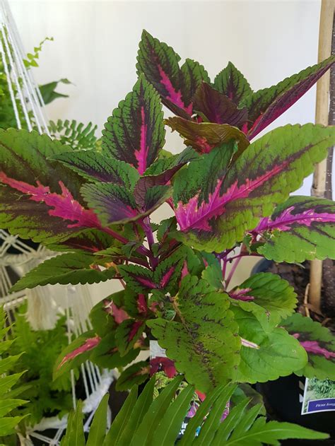 Coleus Assorted 12 — Serenity Plants