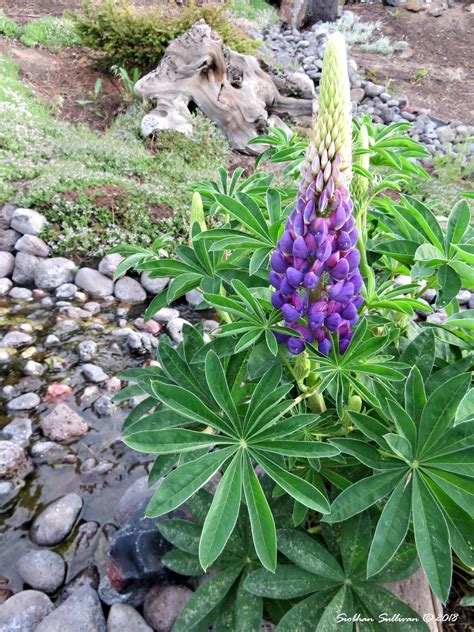 Hiking, biking, fishing, swimming, rafting, and golfing. Lupine in my garden: Friday Flowers - bend branches