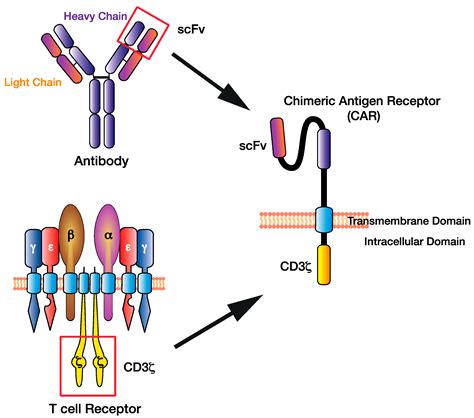 Diagram Of Antigen Receptors On Lymphocytes