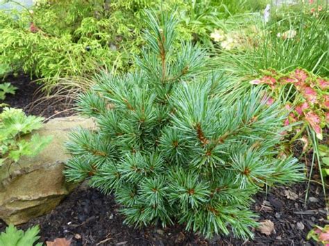 Unfortunately the pinus parviflora 'glauca' that had the original broom was no longer alive in their garden but it's cool that we now have a little piece in ours. Pinus parviflora 'Azuma' / Azuma-goyo Japanese white pine ...