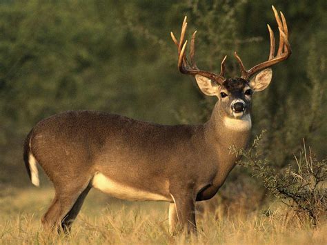 Whitetail Deer Backgrounds Wallpaper Cave