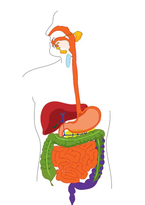 Unlabeled Digestive System Diagram Clipart Best