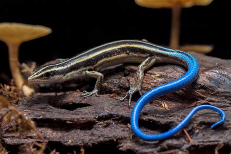What Do Skinks Eat In The Wild And As Pets Diet And Health Facts Pet Keen