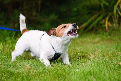 Aggressive Puppy Causes Of Puppy Aggression The Dogington Post