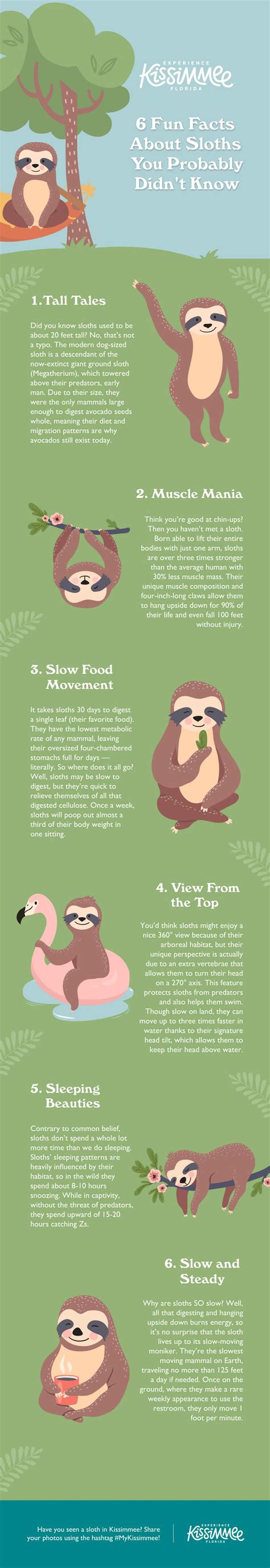 6 Fun Facts About Sloths You Probably Didnt Know Fun Facts About