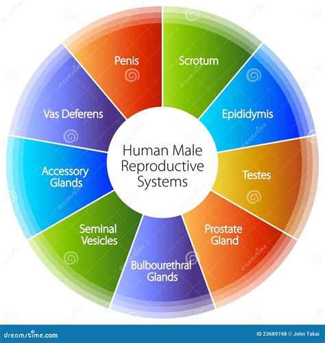 Human Male Reproductive Systems Chart Stock Vector - Illustration of