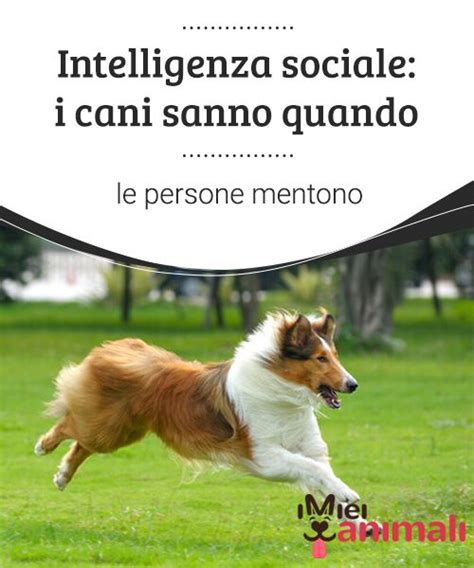 Intelligenza Sociale I Cani Sanno Quando Le Persone Mentono Cani