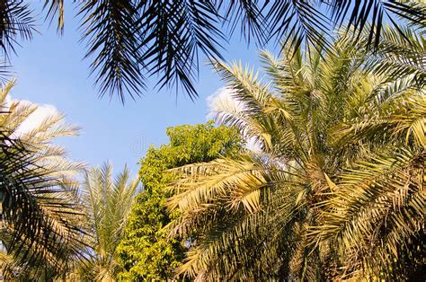 Coconut Palm Trees Perspective View Stock Photo Image Of Plant
