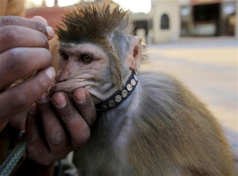 Pakistanda Maymun Terbiyeciliği Anadolu Ajansı