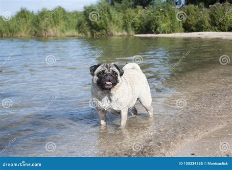 Sweet Pug Puppy Dog Swimming And Playing In Water Stock Image Image