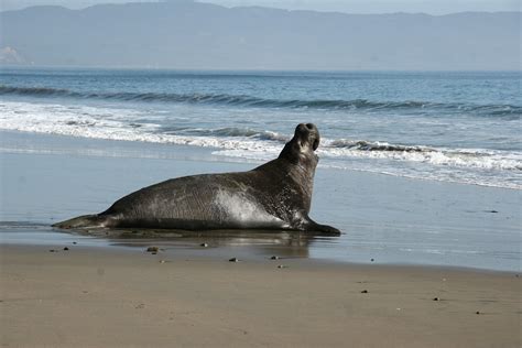 Img4138 Elephant Seal On Drakes Beach Docspaulding Flickr