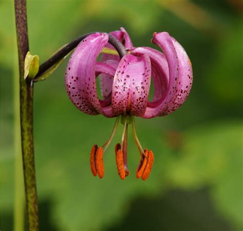 Lilium Martagon Pink Turks Cap Lily Seedscape