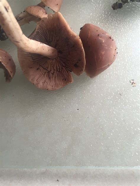 Identification Found In Southeast Ohio Mushroom Hunting And