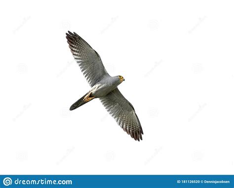 Grey Kestrel Falco Ardosiaceus Stock Photo Image Of Nature Kestrel