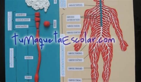 Tu Maqueta Escolar Lima Peru Sistema Nervioso Central