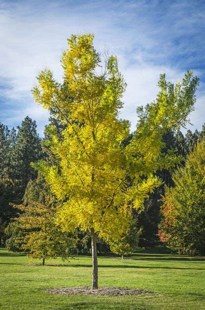 Top 10 Fast Growing Trees For Your Landscape Birds And Blooms