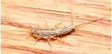Small Insects Found In Homes Images