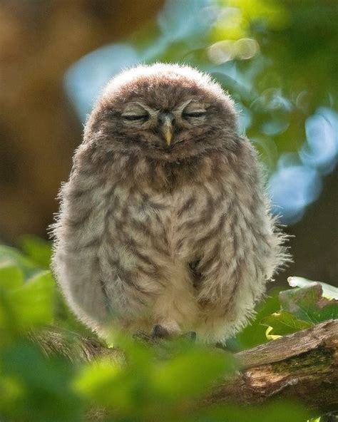 Cute Baby Owls Owl Sleep Cute Animals
