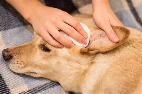 How To Clean Your Dogs Ears Without Irritation Pets Hub