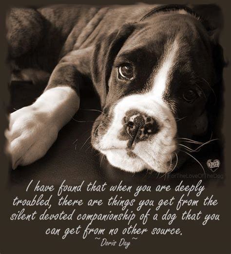 Dogs Unconditional Love Quotes Quotesgram