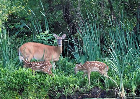Whitetail Deer Flickr