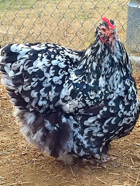 English Black White Mottled Orpington Hen Chickens Backyard