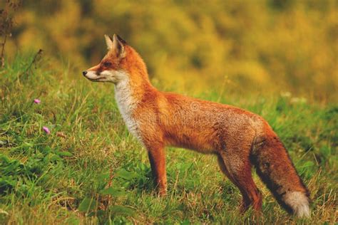 Red Fox Stock Image Image Of Fauna Forest Animal Field 49695599