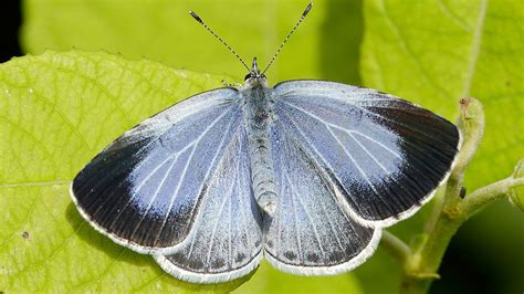 Butterfly Numbers Lowest On Record As Experts Warn Of Perilous State