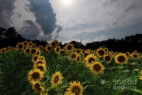 Sunflower Storm Photograph By Dylan Brett Fine Art America
