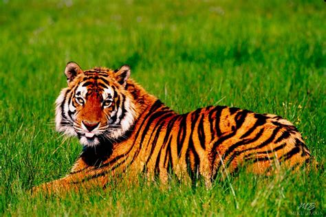 Bengal Tiger In Grass Mike Bacon Fine Art Photography