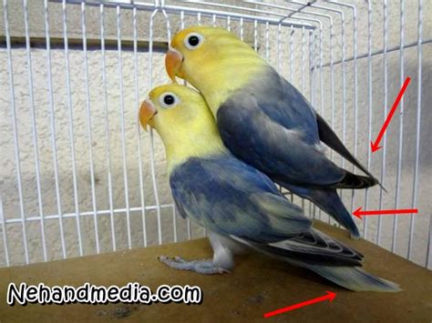 Cara membedakan burung flamboyan jantan dan betina. Perbedaan Burung Lovebird Jantan Dan Betina Dijamin Akurat - Ne-Hand | Rangkuman Berita Online