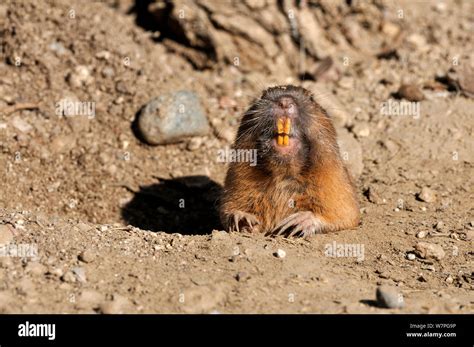 Gopher Burrow Hi Res Stock Photography And Images Alamy