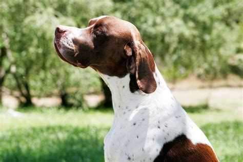 Pointer Dog Breed Information Health Appearance Personality And Cost