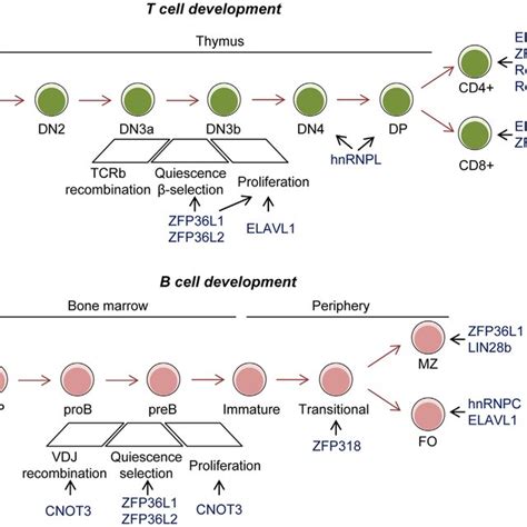 Role Of Rna Binding Proteins Rbps In The Germinal Center Gc