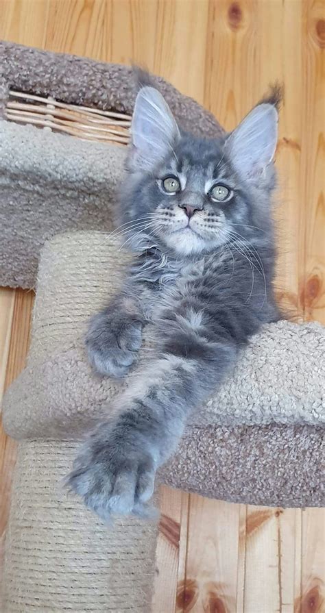 Although genetically impossible, one myth holds that this is the result of breeding between. Maine Coon Kittens For Sale Scotland
