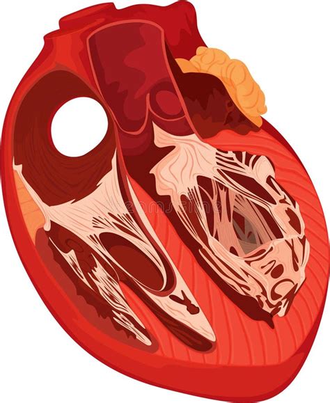 Human Heart Stock Vector Illustration Of Exterior Medical 18293830