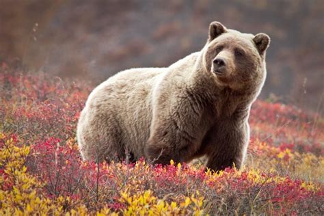5 Best Us National Parks To See Grizzly Bears Or Brown Bears