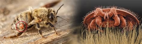 Why are honey bee colonies great environments for disease? Varroa Mite Treatment Service
