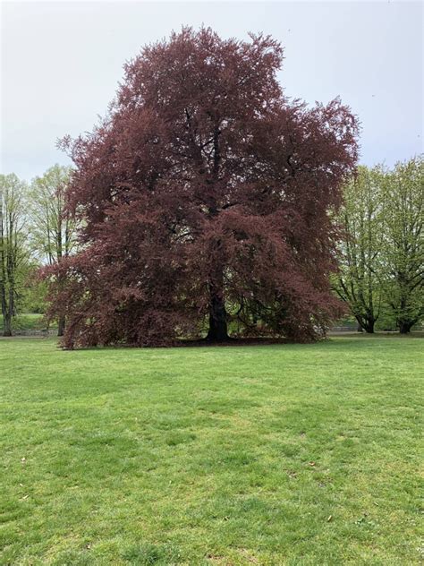 Spotted This Beautiful Copper Beech Tree In Kungsparken Malmö