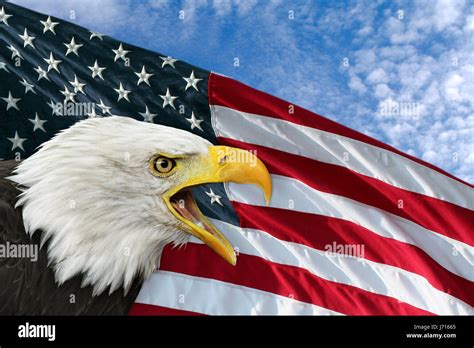 Usa America Flag Eagle Star Spangled Banner Outcry Bald Eagles Cry