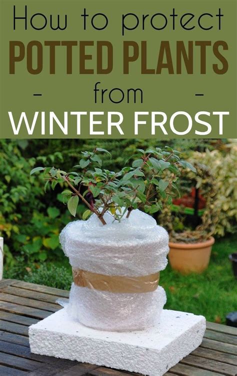 How To Protect Plants In Winter Plant Ideas